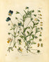 Ink Inc. Botanical Prints Wildflower Prints Floral Wall Art - Set of 6-8x10 - Unframed...