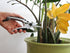 TABOR TOOLS K18A Pruning Shears with Straight Japanese Style Blades, Florist Scissors, Multi-Tasking Garden Snips for Arranging Flowers, Trimming ...