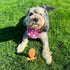 SPOT Bam-Bones Fish - Made with Strong Bamboo Fiber, Durable Long Lasting Dog Bone for Light to Moderate Chewers, Great Chew Toy for Adult Dogs & ...