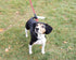 Marvelous Strong Dog Leash with Comfortable Nylon Handle and Highly Reflective Threads for Large and Medium Dogs (Red)...