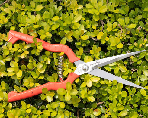 2 PACK Multifunctional Thin Fruit Scissors, P-905 Garden Pruner Shears Cutters with Anti-Slip Grip High-Grade Spring Lock Garden Pruner for Garden...