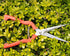 2 PACK Multifunctional Thin Fruit Scissors, P-905 Garden Pruner Shears Cutters with Anti-Slip Grip High-Grade Spring Lock Garden Pruner for Garden...
