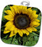 3D Rose Sunflower Pot Holder, 8" x 8"...
