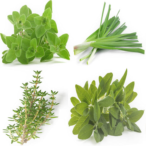 Perennial Herb Seeds Collection,1500 Seeds, 4 Heirloom Non GMO Varieties, Greek Oregano, Sage, Thyme, Chives...