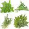 Perennial Herb Seeds Collection,1500 Seeds, 4 Heirloom Non GMO Varieties, Greek Oregano, Sage, Thyme, Chives...