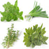 Perennial Herb Seeds Collection,1500 Seeds, 4 Heirloom Non GMO Varieties, Greek Oregano, Sage, Thyme, Chives...