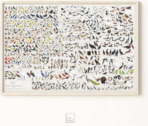 Pop Chart | Birds of North America | 36" x 24" Large-Format Poster | Every Bird Species in North America Illustrated | Perfect Wall Decor for Natu...
