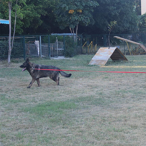 Dog/Puppy Obedience Recall Training Agility Lead-15 ft 20 ft 30 ft 40 ft 50 ft Long Leash -for Training Leash, Play, Safety, Camping,or Backyard (...