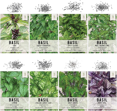 Seed Needs, Culinary Basil Herb Seed Packet Collection (8 Individual Basil Seed Varieties for Planting) Non-GMO & Untreated...