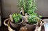 Organic Potting Soil Mix for All Indoor & Outdoor Small Containers Including Herbs, Vegetables, and Flowers 1 qt...