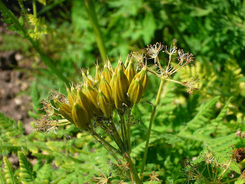 Plant Good Seed Sweet Cicely Seeds - Pack of 20, Heirloom Seeds for Planting Flowers - Gardening Supplies, Herb Garden, Wildflower, Flower Seeds t...