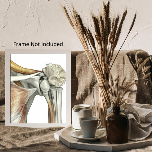 Posterizer 1 pcs-artistic illustration of the human shoulder joint 3-Teachers & Classrooms-Abstract & Modern Art-School and classroom art- unframe...