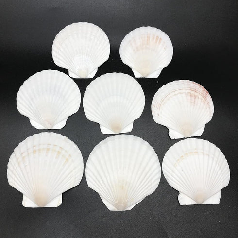 PEPPERLONELY 8 PC Large Great Scallop Sea Shells, Irish Deeps or Irish Baking Shells, 3 Inch ~ 4 Inch...