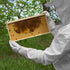 Honey Keeper Beekeeping Gloves, Small - Goatskin Leather with Ventilated Canvas Sleeve and Elastic Cuff...