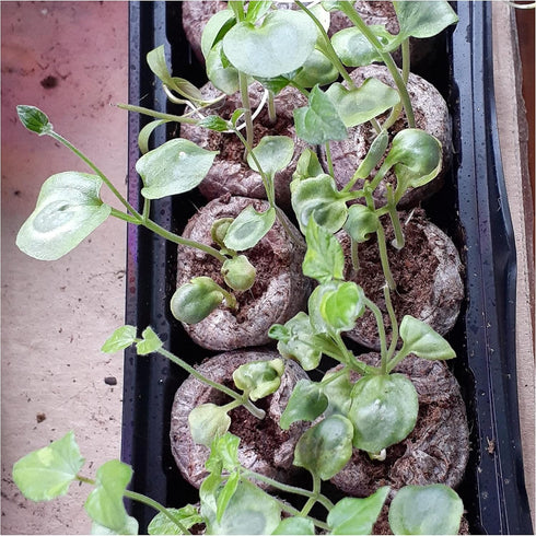 Seed Needs, Black-Eyed Susan Vine Seeds - 100 Heirloom Seeds for Planting Thunbergia alata - Annual Vining Flowers to Cover a Fence or Trellis (1 ...
