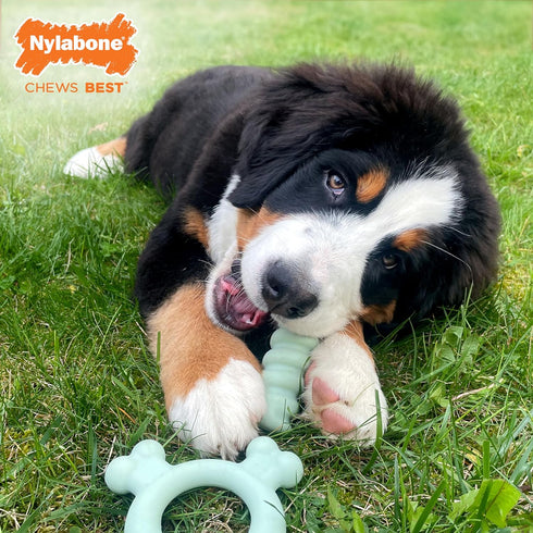 Nylabone Sensory Material Puppy Chew Toy Ring - Puppy Teething Toy for Boredom & Stimulation - Puppy Supplies - Chicken Flavor, Small/Regular (1 C...