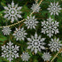 36 Pack Silver Snowflake Ornaments Plastic Glitter Snow Flakes Ornaments for Winter Christmas Tree Decorations Size Varies Craft Snowflakes...