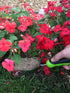 Garden Guru Super Strong Garden Scoop Trowel Shovel Transplanter - Stainless Steel - Rust Resistant - Ergonomic Grip - Perfect Hand Shovel for Gar...