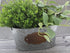 Flowers & Garden' Galvanized Metal Bucket Planter (8.5" x 4.5") - Unique Plant Pot for Indoor Outdoor Country Farmhouse Home Garden Decor...