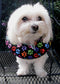 Keep Your Dog on The Safe Side of The Fence - Rainbow Paw (Up to 10")...