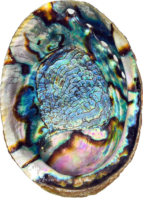 Hand Selected Abalone Shell, 6 Inches or Larger. Perfect for Holding Incense, Trinkets, and More...