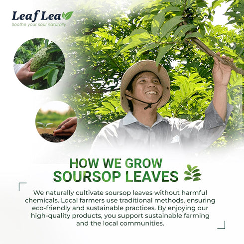 LeafLea Premium Soursop Leaves Tea Bags, Pure & Natural Soursop Tea, Graviola Leaves Tea, Hoja Guanabana Tea, 40 Herbal Tea Bags, Natural Digestio...