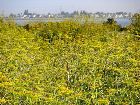 Pollen Ranch's Organic Fennel Pollen Spice, Perfect for Cooking and Seasoning with Fennel Flavor, Made from Premium Organic Fennel Flowers - 0.5 o...