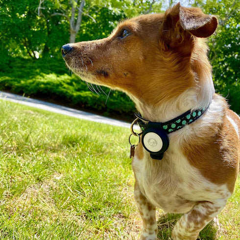 Bud Cases | Case for Pets or Bags | Compatible The Apple Product | Fits Most Dog or Cat Collars or Bag Straps | Locate Lost Animal or Bag (One, Bl...