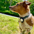 Bud Cases | Case for Pets or Bags | Compatible The Apple Product | Fits Most Dog or Cat Collars or Bag Straps | Locate Lost Animal or Bag (One, Bl...