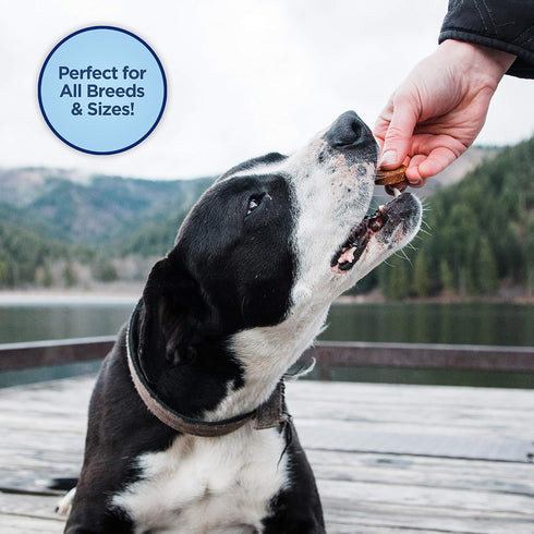Natural Balance Limited Ingredient Mini-Rewards Chicken Grain-Free, Training Treats for Dogs | 5.3-oz. Canister...