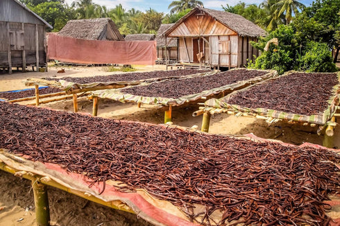 10 Organic Madagascar Vanilla Beans - Whole Extract Grade B Pods for Baking, Homemade Extract, Brewing, Coffee, Cooking...