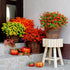 Artificial Fall Flowers Outdoor Fake Mums - 12 Bundles Fake Plants UV Resistant No Fade Faux Plastic Greenery Garden Porch Patio Fall Home Decor (...