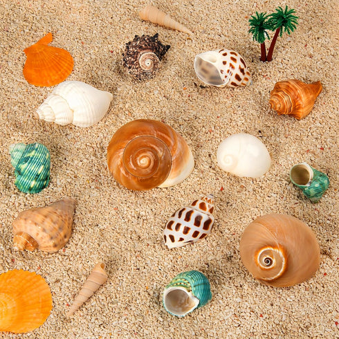 12PCS Hermit Crab Shells | Natural Sea Conch Size 1.6"-3.2" | Growth Turbo for Small to Medium and Large Crabs, Saltwater Hermit Crab Supplies and...