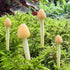 Miniature Mushroom,Handmade Small Mushroom,DIY Miniature Landscape Accessories,Moss Wreath Accessories,Miniature Fairy Garden Supplies,Desktop Min...