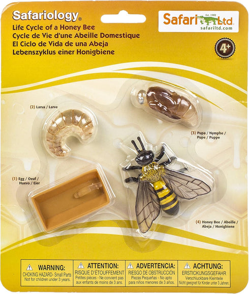 Safari Ltd. Life Cycle of a Honey Bee - Educational Toy Figurines - Miniature Bee Lifecycle Collection for Boys, Girls & Kids Age 4+...