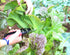 TABOR TOOLS S851A Bypass Hand Pruner with Compound Action, Makes Clean Cuts. Professional Sharp Secateurs, Pruning Shears, Garden Shears, Clippers...