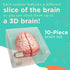 Anatomic Brain Specimen Coasters (Set of 10) - Neuroscience Gifts Best Gifts for Medical Student Gifts Brain Decor Human Anatomy Gifts Weird Gifts...