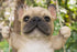 Hi-Line Gift 87704-K French Bulldog On Swing...