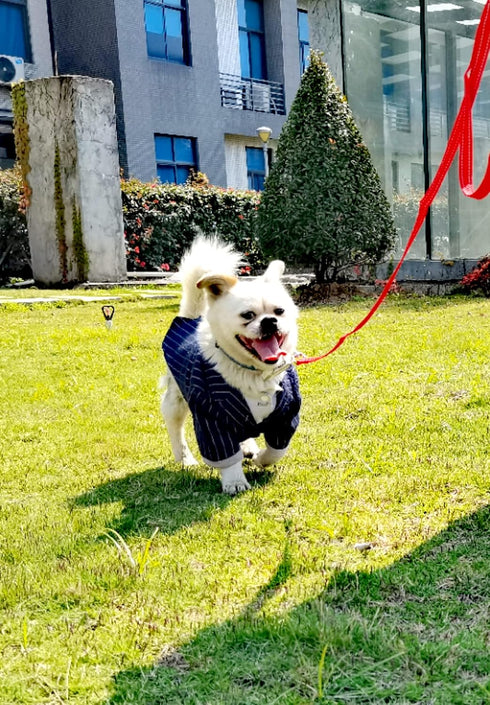 6FT Reflective Dog Leash for Large&Medium and Small Dogs, Strong and Durable Nylon Leashes for Walking and Training, Heavy Duty 6 Foot Dog Leash w...