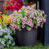 Artificial Flowers for Outdoors Fake Plants - 16 Bundles Faux Outside Greenery Boxwood No Fade Plastic Shrubs Fall Decor Farmhouse Home Garden Tha...