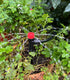 50pcs Drip Irrigation Emitters with Stake, Adjustable 360 Degree Water Flow Lock Barbed Dripper for 1/4" Drip Irrigation Tubing?Garden Irrigation ...