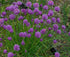 Perennial Herb Seeds Collection,1500 Seeds, 4 Heirloom Non GMO Varieties, Greek Oregano, Sage, Thyme, Chives...