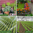1/4 Inch Barbed Shut-Off Valve, 50 Pcs 1/4" Universal Drip Irrigation Tubing Coupling Valve, Plastic Manual Barb Valve for Garden, Flowers Pots, F...