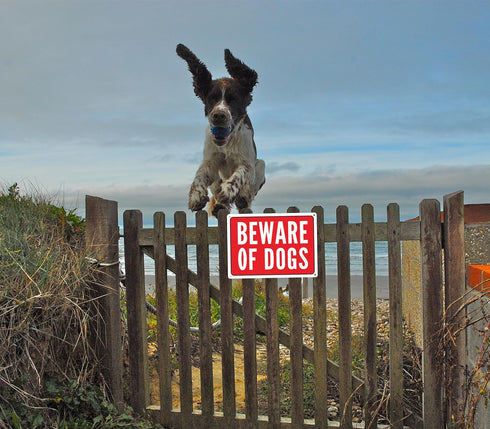 Beware of Dog Sign, Metal Warning the Dogs Signs for Fence Gate, 2 Pack 10 x 7 inches, for Indoor and Outdoor Use, No Fade Aluminum Weatherproof L...
