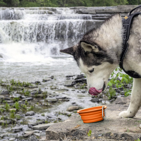 Mighty Paw Collapsible Travel Dog Bowl Set - Silicone Food and Water Bowls - Bonus Carabiner Clip - Ideal Hiking Bowl - Camping - Walking - Lightw...