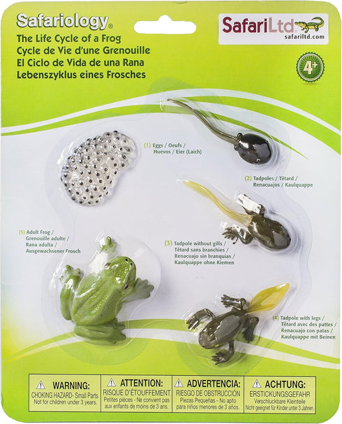 Safari Ltd. Life Cycle of a Frog Figurine Set - Miniature Educational Biology Toy for Boys, Girls, and Kids Ages 4+...