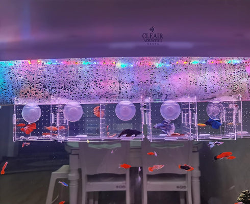 Acrylic fish breeding box, Acrylic Fish Isolation Box, fish separator for aquarium, Hatchery Incubator with Suction Cups for Small Baby Fishes Shr...