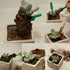 Ginsco 7pcs Succulent Transplanting Miniature Fairy Garden Planting Gardening Hand Tools Set...
