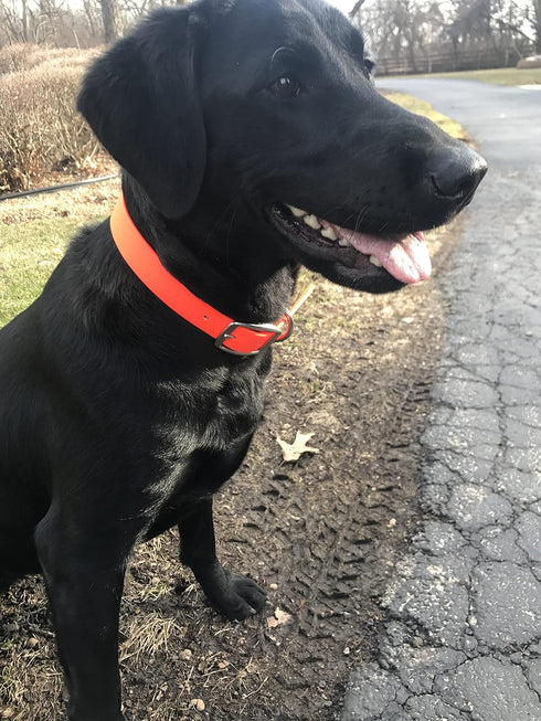 Regal Dog Products Small Orange Dog Collar with Heavy Duty Double Buckle & D Ring | Vinyl Coated, Custom Fit, Adjustable Biothane Dog Collar | Che...