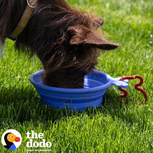 The Dodo Collapsible Dog Bowl, Blue; Travel Dog Bowl That Folds Flat and Clips with Carabiner for Easy Storage and Carry...